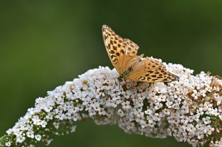 Ces 30 dernières années en Europe, les populations d'insectes volants ont diminué de 75% et les populations d'oiseaux des champs ont chuté de 30% en France, selon des études citées par les ONG. L'intensification de l'agriculture en est la cause pr...